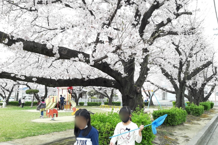 お花見イベント