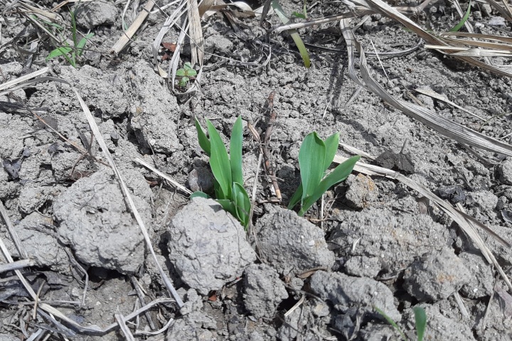2022/5/11　きのね農園の様子