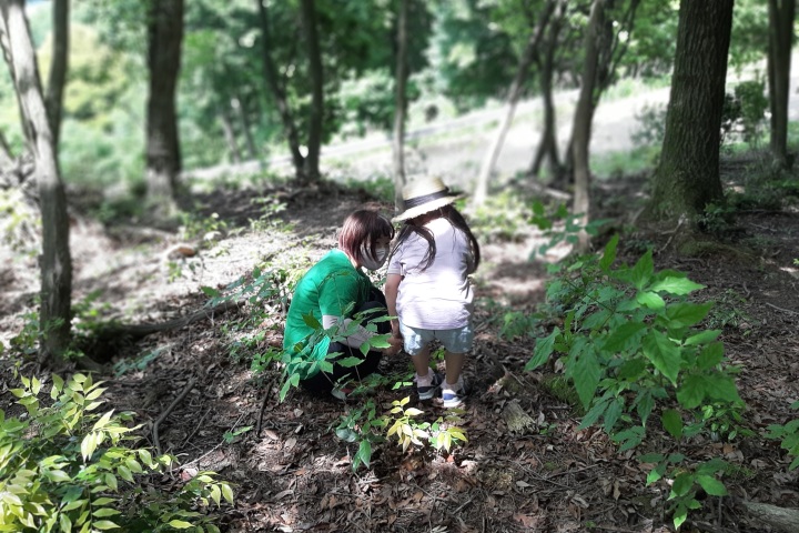 きのね　ironoha　ちごの森