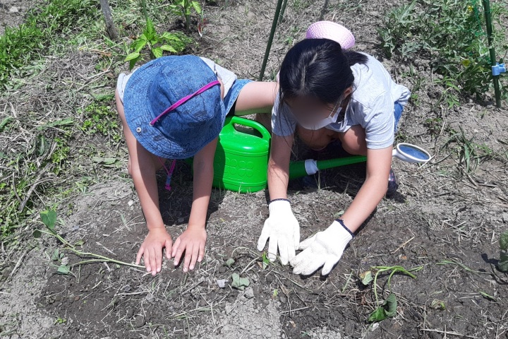 ironoha　サツマイモ植え