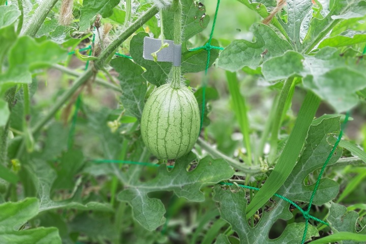 カボチャとスイカの様子