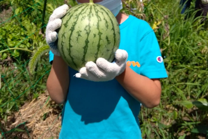 ironoha　夏野菜の収穫