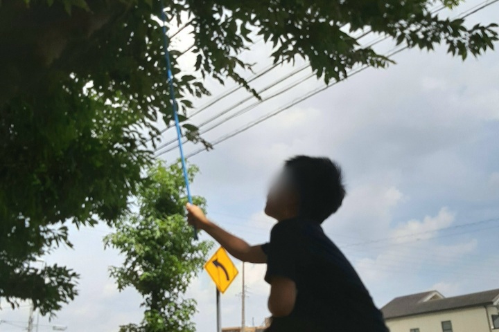 ironoha　セミ捕り