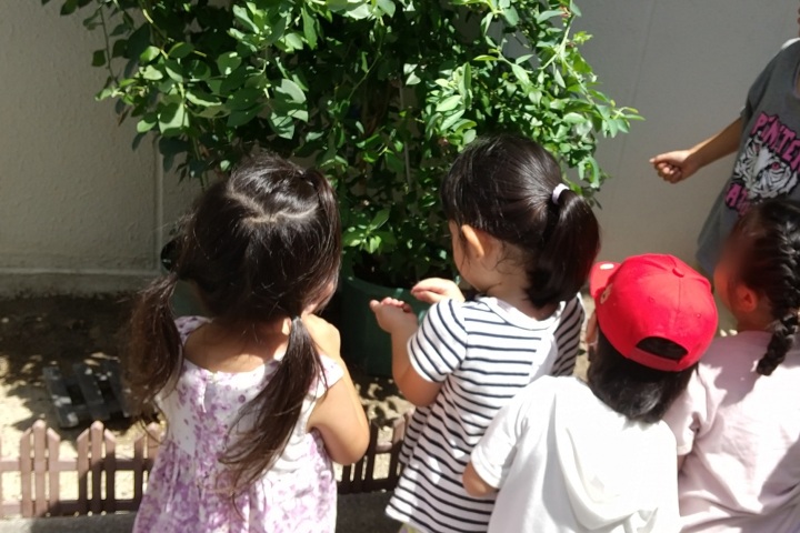 きのね　ブルーベリーの収穫