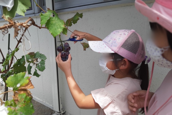 ブドウ狩り