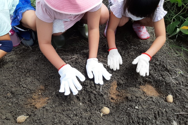 ironoha　ジャガイモも芽キャベツの植え付け