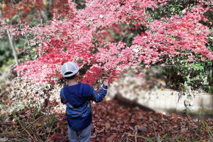きのね　ironoha　紅葉狩り