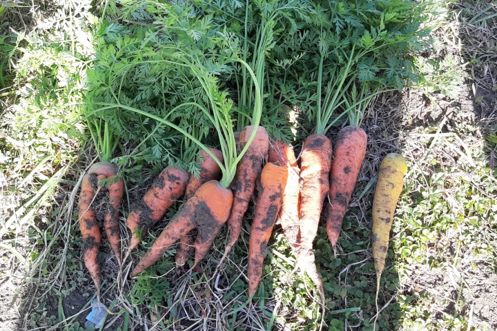ironoha　じゃがいも・ニンジンの収穫とクッキング