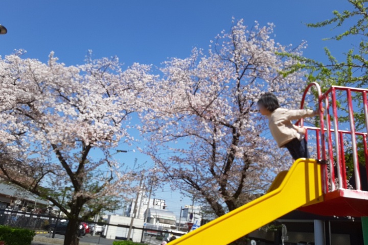 きのね　ironoha　お花見イベント