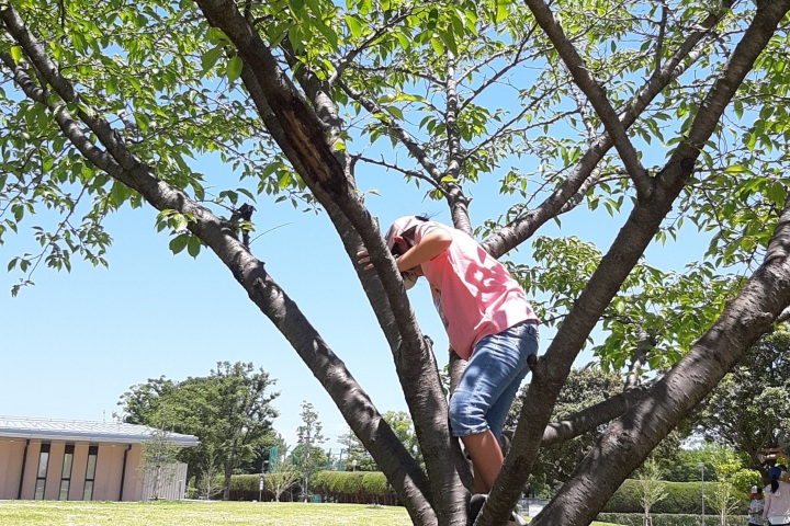 きのね　ironoha 2023/6/17