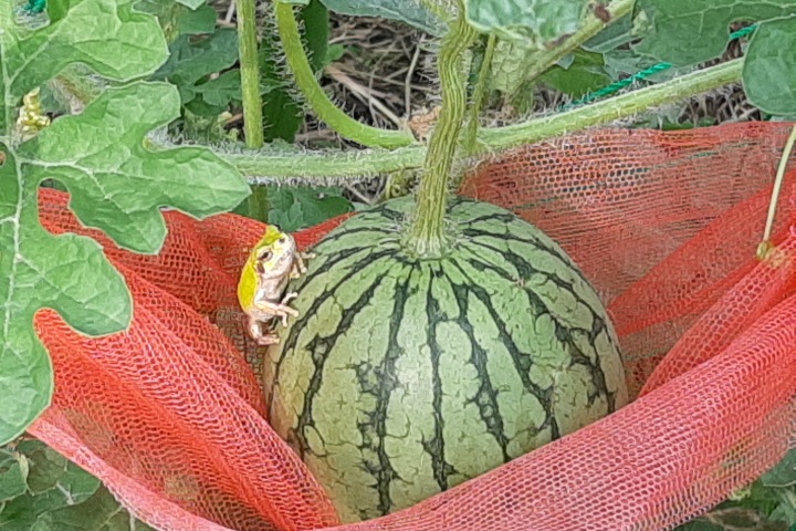 畑にやって来たお友だち