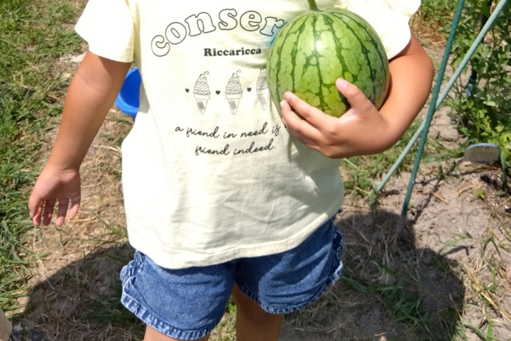 ironoha　野菜の収穫