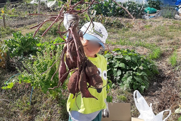 きのね　芋掘り